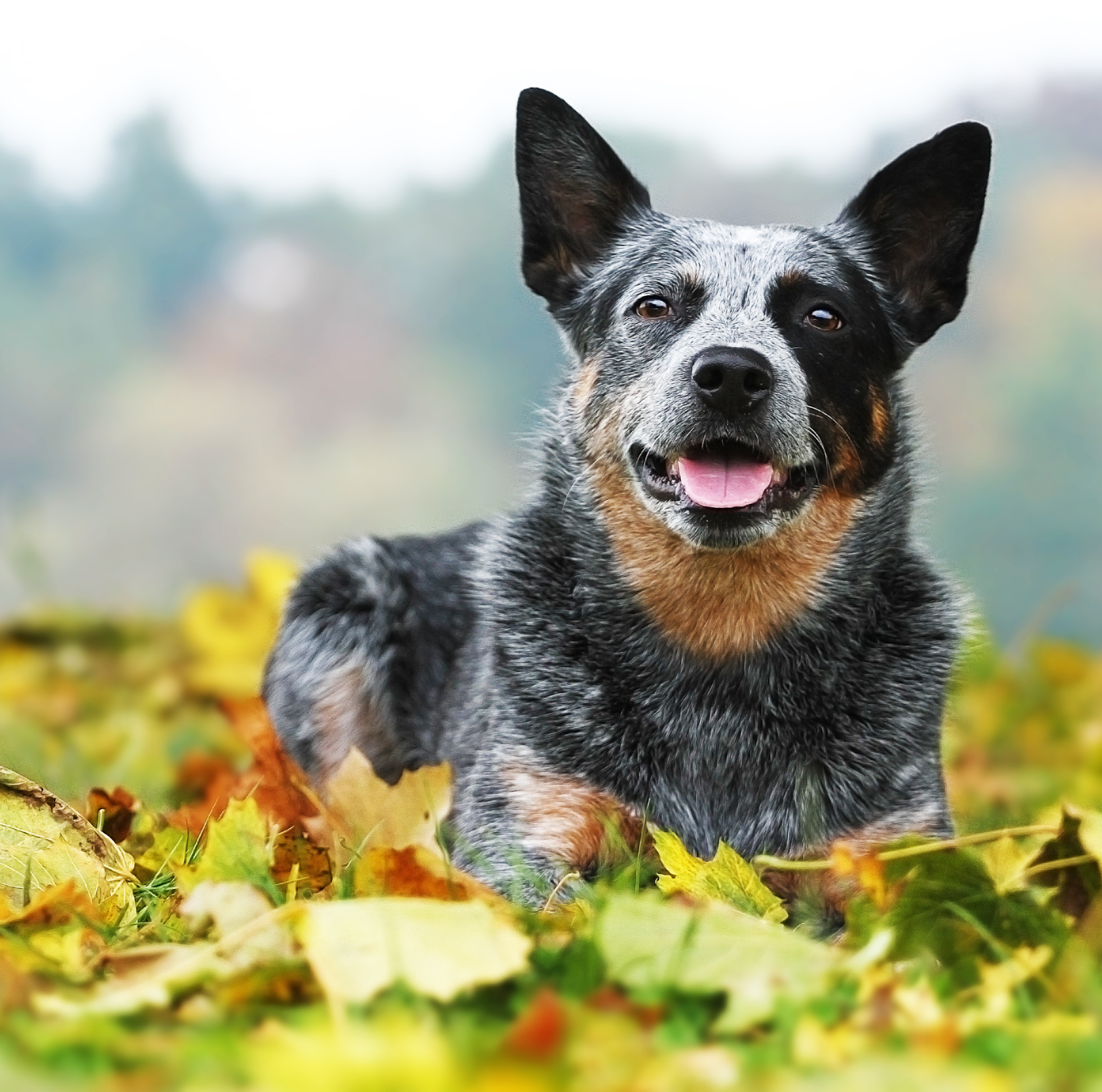 dog in field