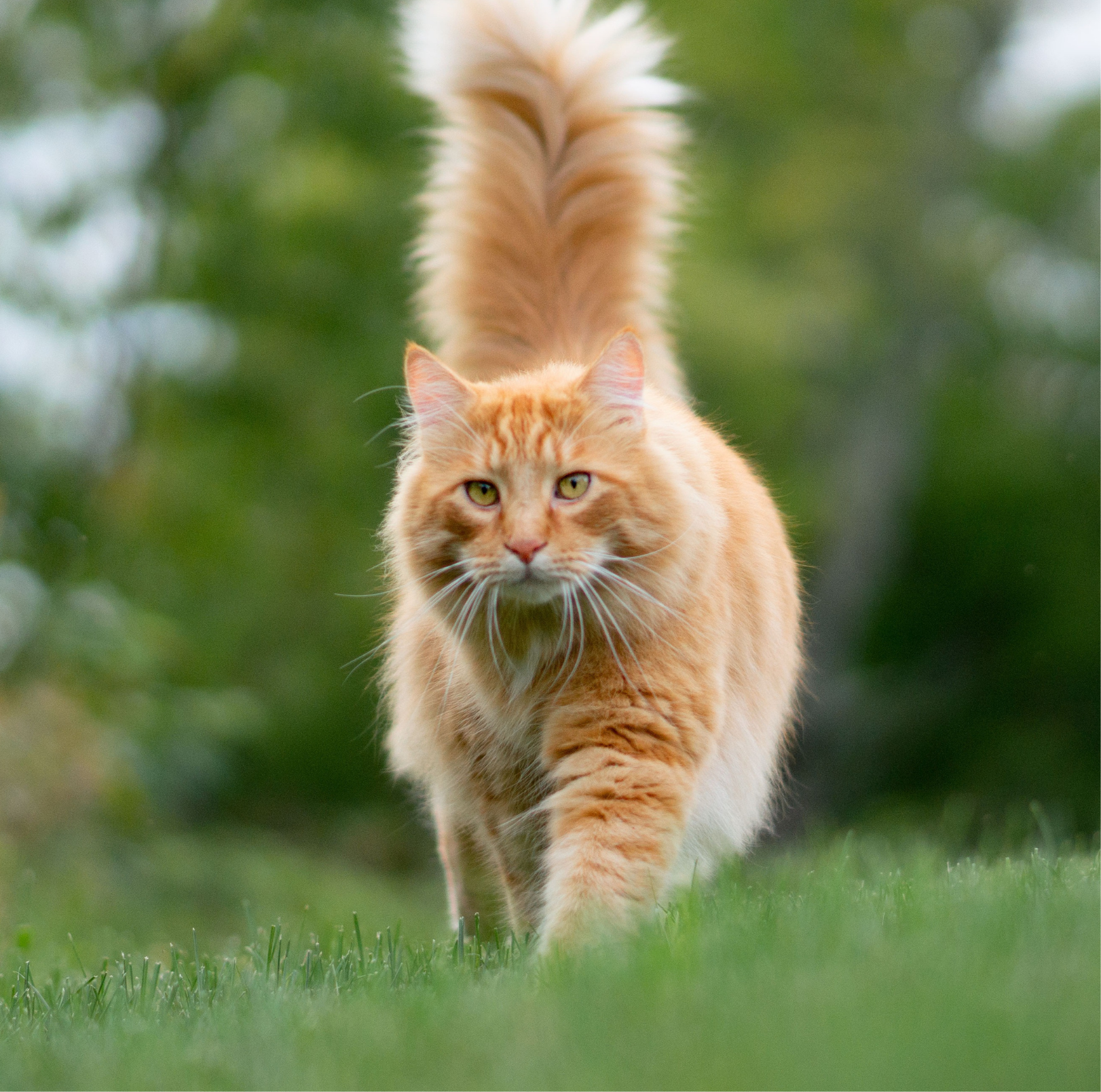cat onwalk